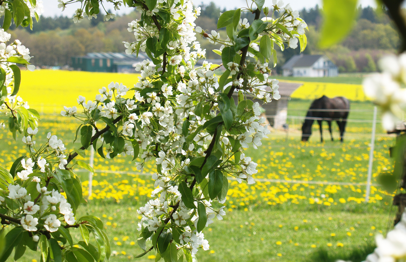 Impression Bärenbach
